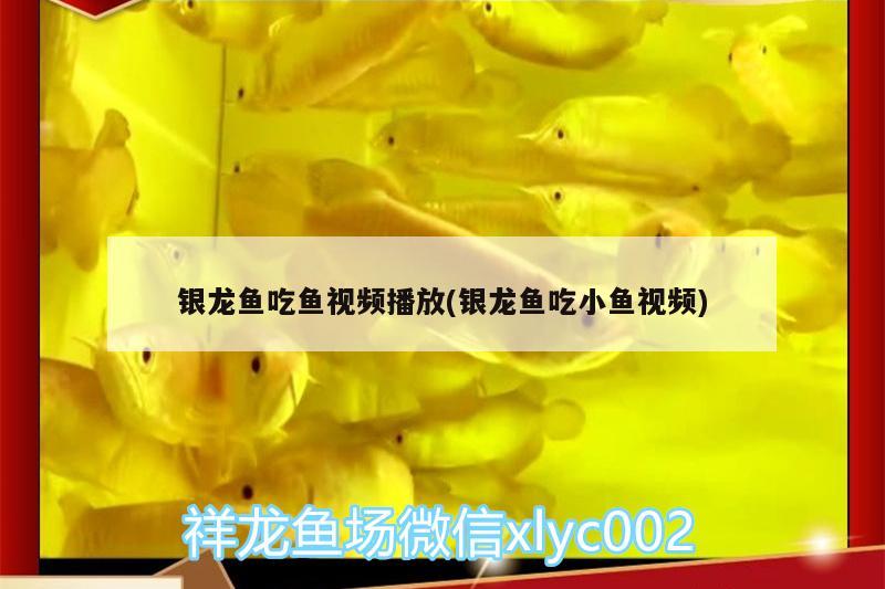 银龙鱼吃鱼视频播放(银龙鱼吃小鱼视频)