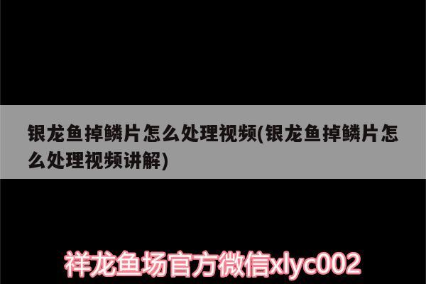 银龙鱼掉鳞片怎么处理视频(银龙鱼掉鳞片怎么处理视频讲解) 银龙鱼