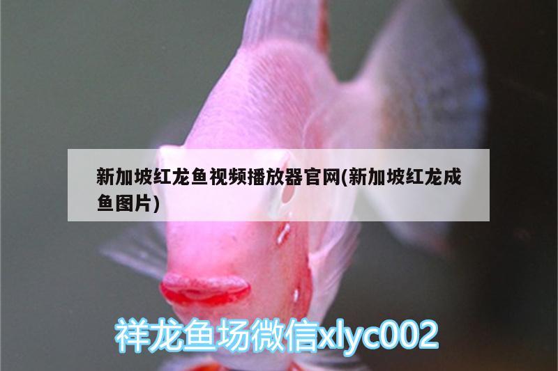 新加坡红龙鱼视频播放器官网(新加坡红龙成鱼图片) 其他益生菌