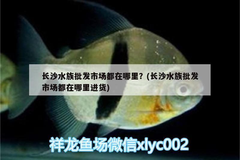 长沙水族批发市场都在哪里？(长沙水族批发市场都在哪里进货) 观赏鱼水族批发市场