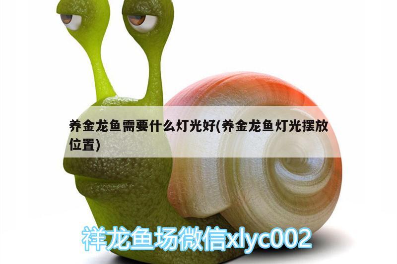 养金龙鱼需要什么灯光好(养金龙鱼灯光摆放位置) B级过背金龙鱼