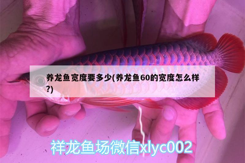 养龙鱼宽度要多少(养龙鱼60的宽度怎么样?) 鱼缸净水剂