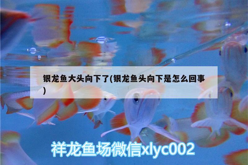 银龙鱼大头向下了(银龙鱼头向下是怎么回事) 银龙鱼