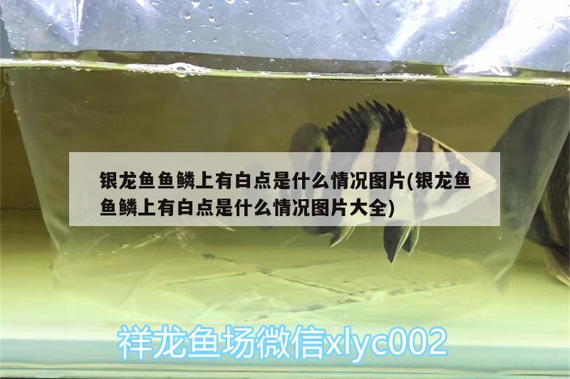 银龙鱼鱼鳞上有白点是什么情况图片(银龙鱼鱼鳞上有白点是什么情况图片大全)