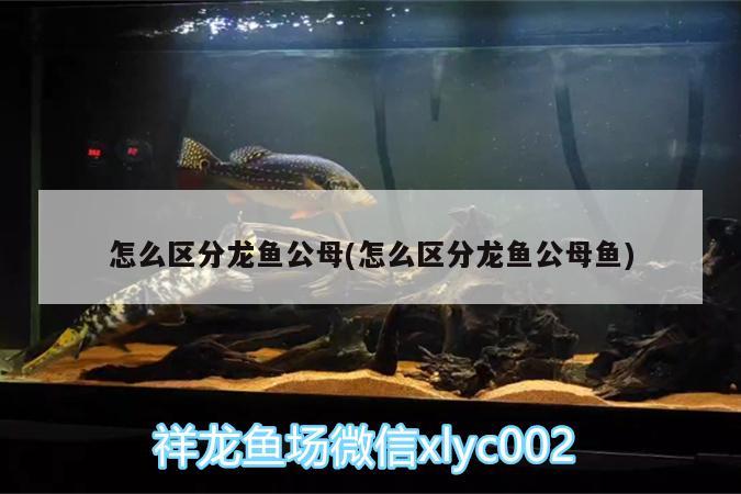 怎么区分龙鱼公母(怎么区分龙鱼公母鱼) 金老虎鱼