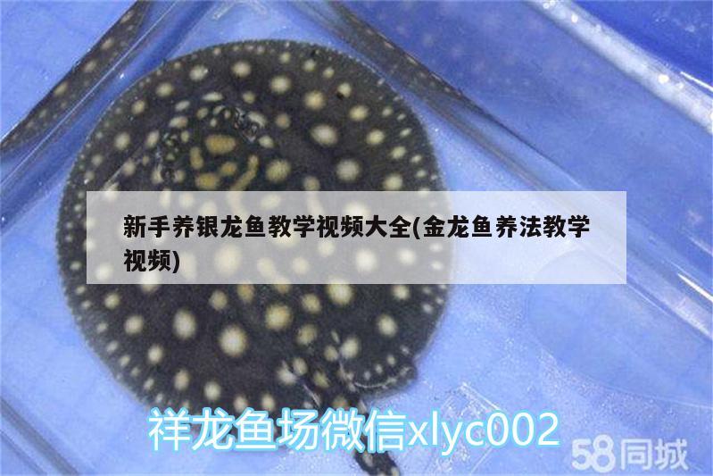 新手养银龙鱼教学视频大全(金龙鱼养法教学视频) 银龙鱼