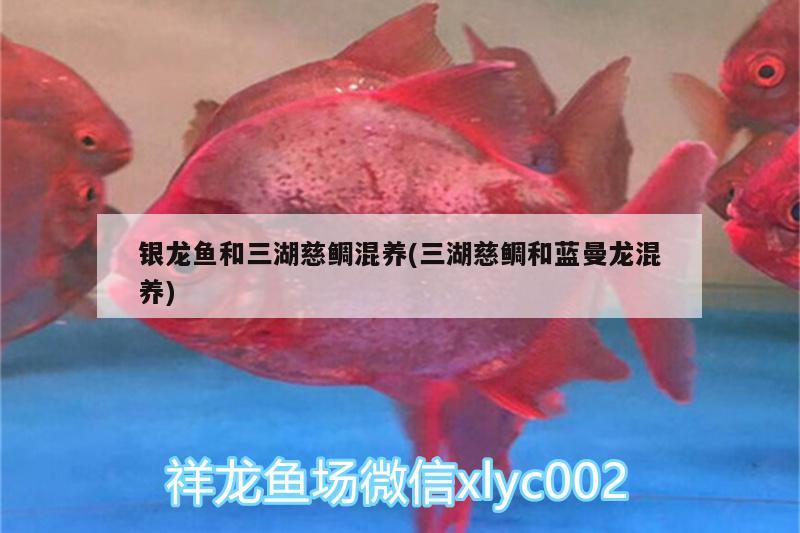 银龙鱼和三湖慈鲷混养(三湖慈鲷和蓝曼龙混养) 银龙鱼