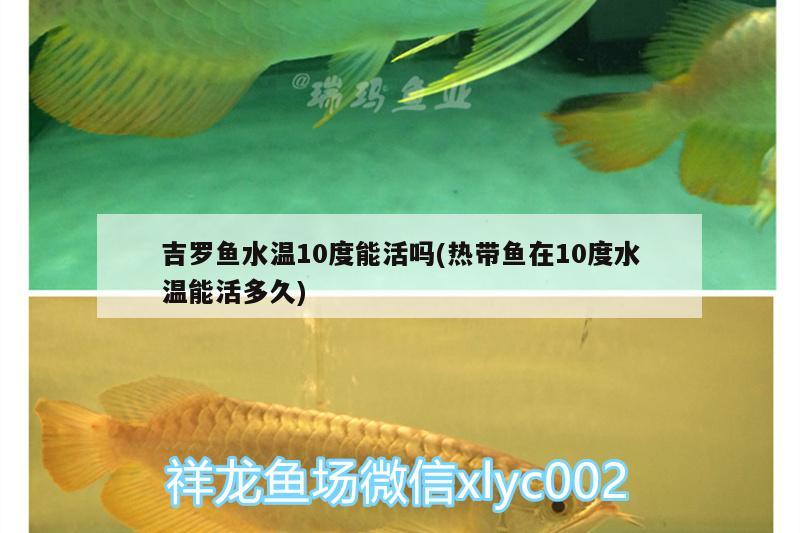 吉罗鱼水温10度能活吗(热带鱼在10度水温能活多久)