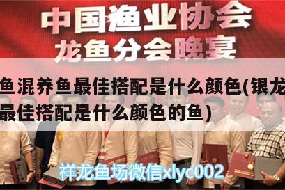 银龙鱼混养鱼最佳搭配是什么颜色(银龙鱼混养鱼最佳搭配是什么颜色的鱼)