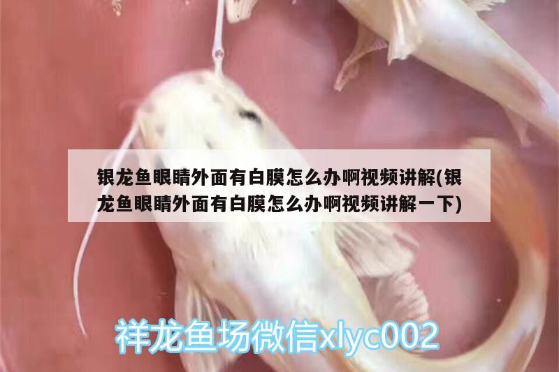 银龙鱼眼睛外面有白膜怎么办啊视频讲解(银龙鱼眼睛外面有白膜怎么办啊视频讲解一下)