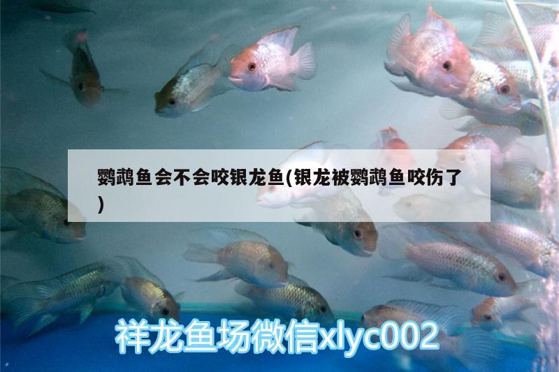 鹦鹉鱼会不会咬银龙鱼(银龙被鹦鹉鱼咬伤了) 鹦鹉鱼 第2张