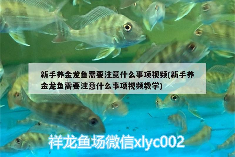 新手养金龙鱼需要注意什么事项视频(新手养金龙鱼需要注意什么事项视频教学)