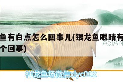 银龙鱼有白点怎么回事儿(银龙鱼眼睛有白点怎么个回事)