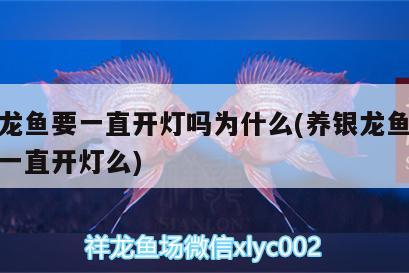 养银龙鱼要一直开灯吗为什么(养银龙鱼白天需要一直开灯么) 银龙鱼