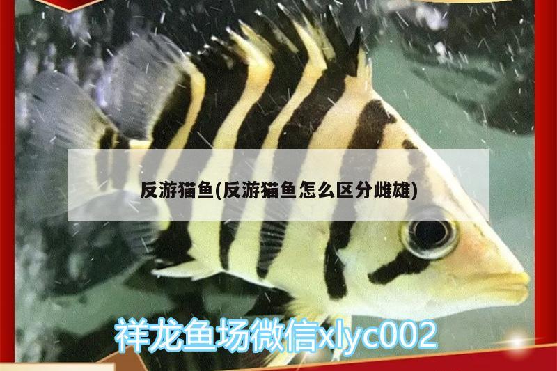 反游猫鱼(反游猫鱼怎么区分雌雄) 白子红龙鱼 第1张