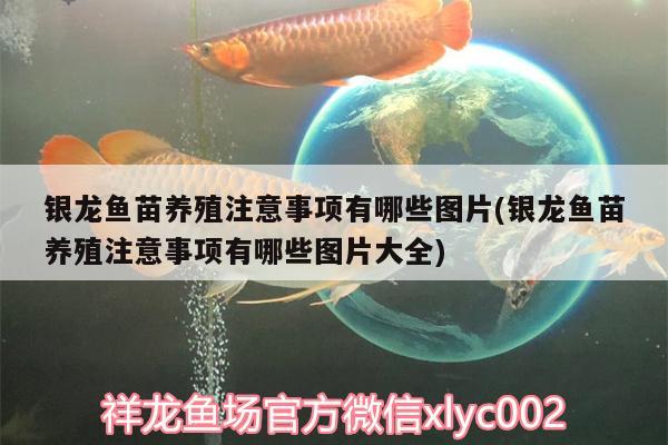 银龙鱼苗养殖注意事项有哪些图片(银龙鱼苗养殖注意事项有哪些图片大全) 银龙鱼