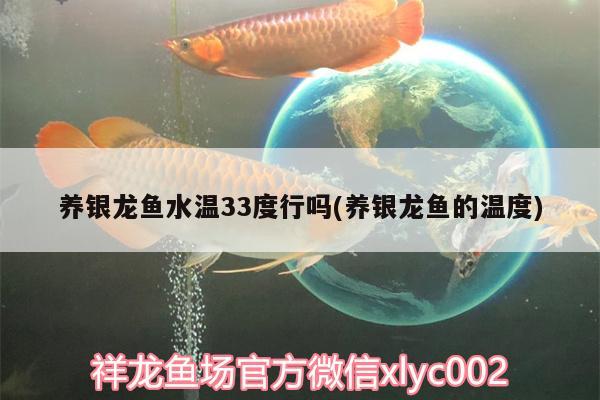 养银龙鱼水温33度行吗(养银龙鱼的温度)