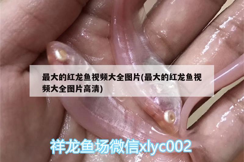 最大的红龙鱼视频大全图片(最大的红龙鱼视频大全图片高清) 金龙福龙鱼