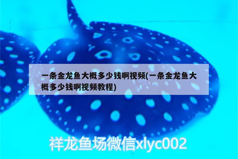 一条金龙鱼大概多少钱啊视频(一条金龙鱼大概多少钱啊视频教程) 玫瑰银版鱼