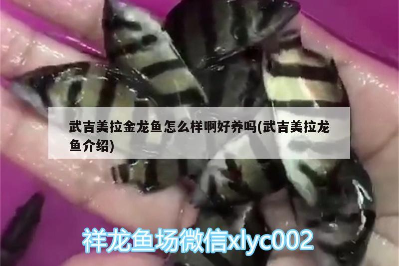 武吉美拉金龙鱼怎么样啊好养吗(武吉美拉龙鱼介绍)