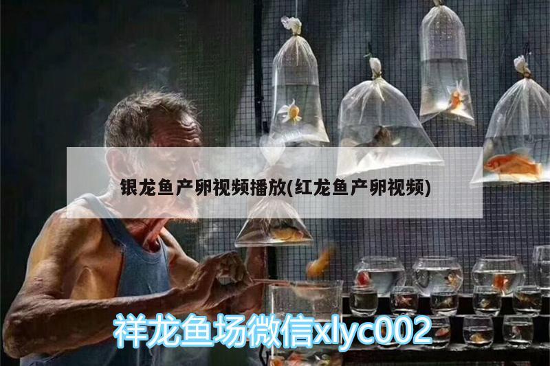 银龙鱼产卵视频播放(红龙鱼产卵视频)