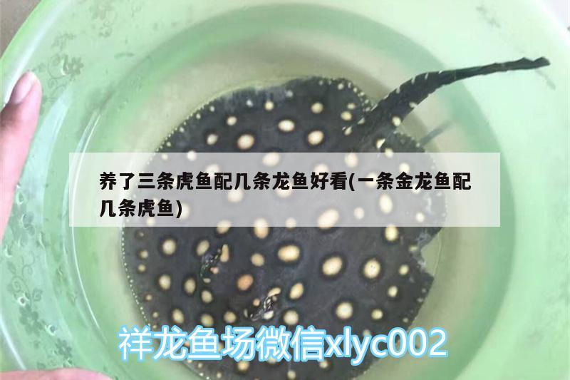 养了三条虎鱼配几条龙鱼好看(一条金龙鱼配几条虎鱼) 虎鱼百科