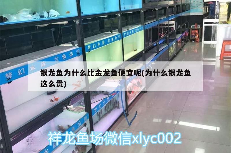 银龙鱼为什么比金龙鱼便宜呢(为什么银龙鱼这么贵) 银龙鱼