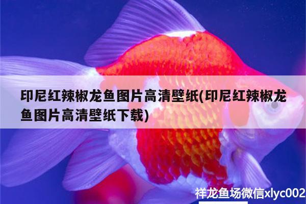 印尼红辣椒龙鱼图片高清壁纸(印尼红辣椒龙鱼图片高清壁纸下载) 超血红龙鱼