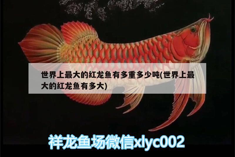 世界上最大的红龙鱼有多重多少吨(世界上最大的红龙鱼有多大) 赤荔凤冠鱼