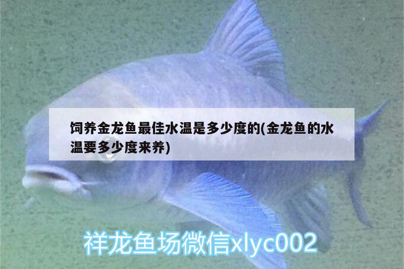 饲养金龙鱼最佳水温是多少度的(金龙鱼的水温要多少度来养)