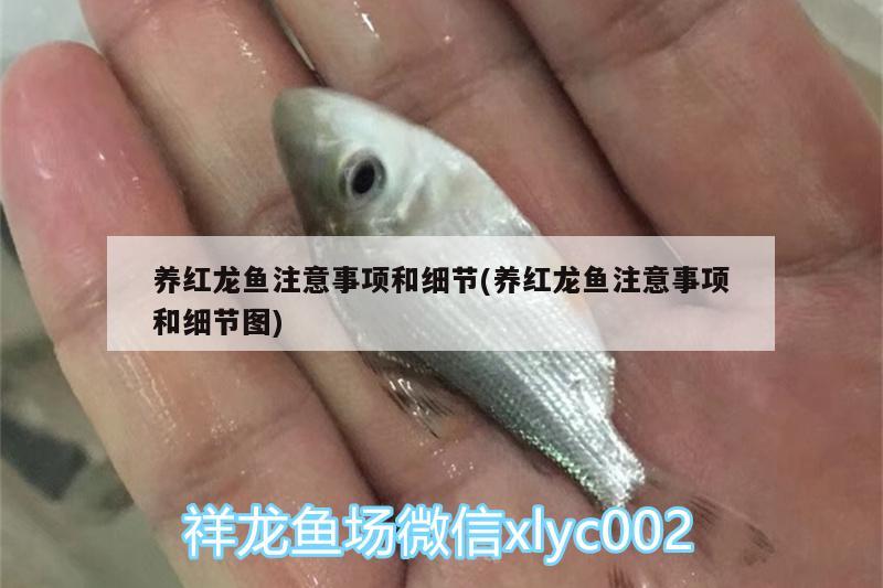 养红龙鱼注意事项和细节(养红龙鱼注意事项和细节图) 麦肯斯银版鱼