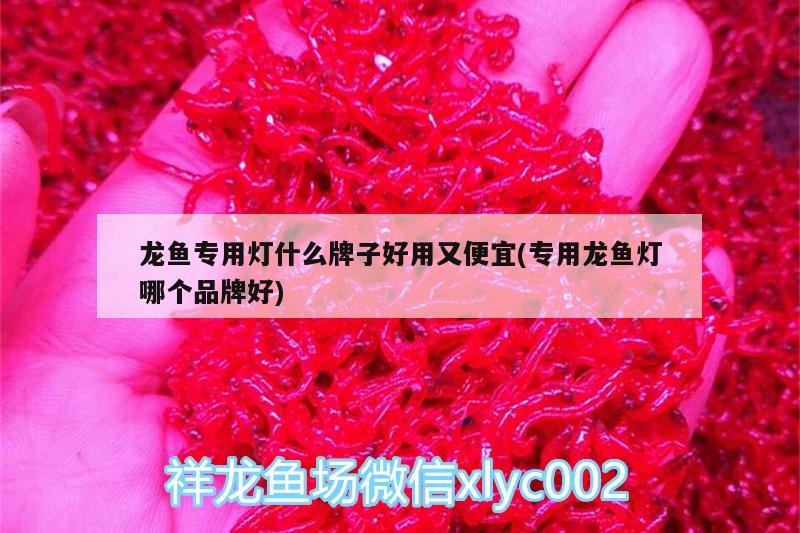 龙鱼专用灯什么牌子好用又便宜(专用龙鱼灯哪个品牌好)