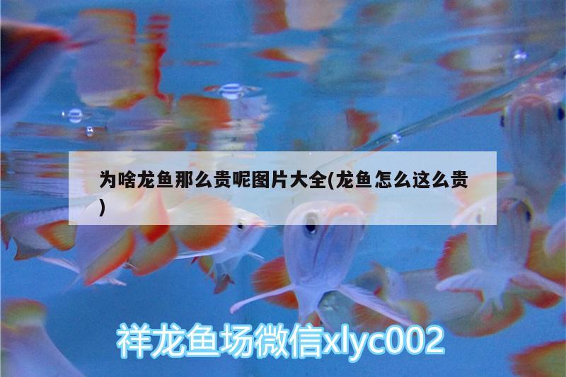 为啥龙鱼那么贵呢图片大全(龙鱼怎么这么贵) 水族品牌