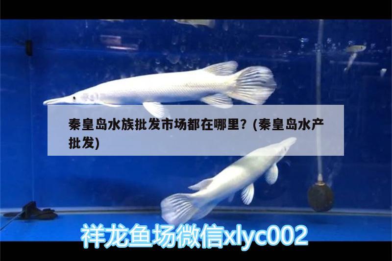 秦皇岛水族批发市场都在哪里？(秦皇岛水产批发)