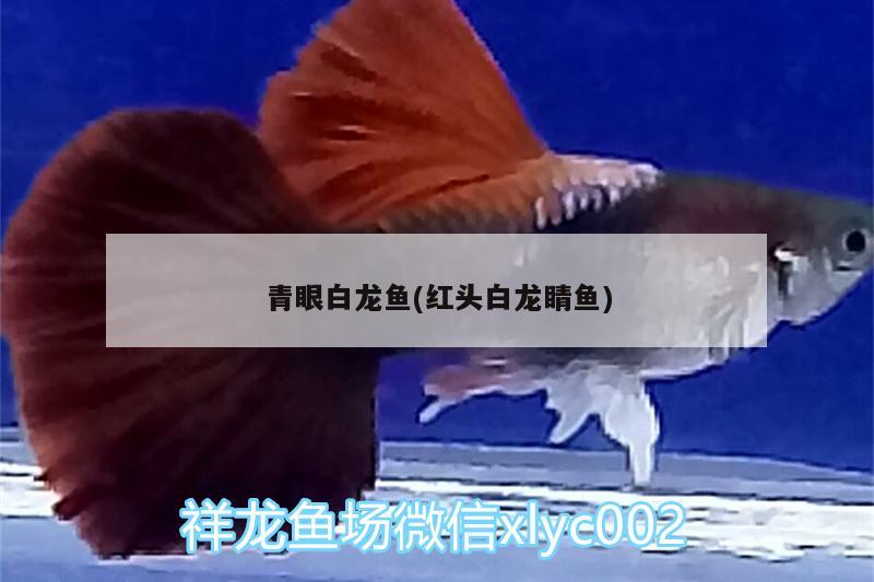 青眼白龙鱼(红头白龙睛鱼) 观赏鱼水族批发市场