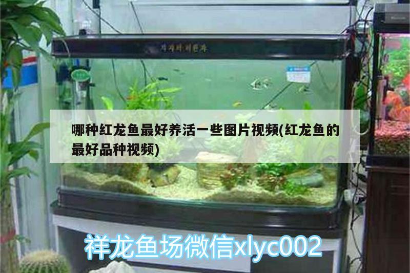 哪种红龙鱼最好养活一些图片视频(红龙鱼的最好品种视频) 水族维护服务（上门）