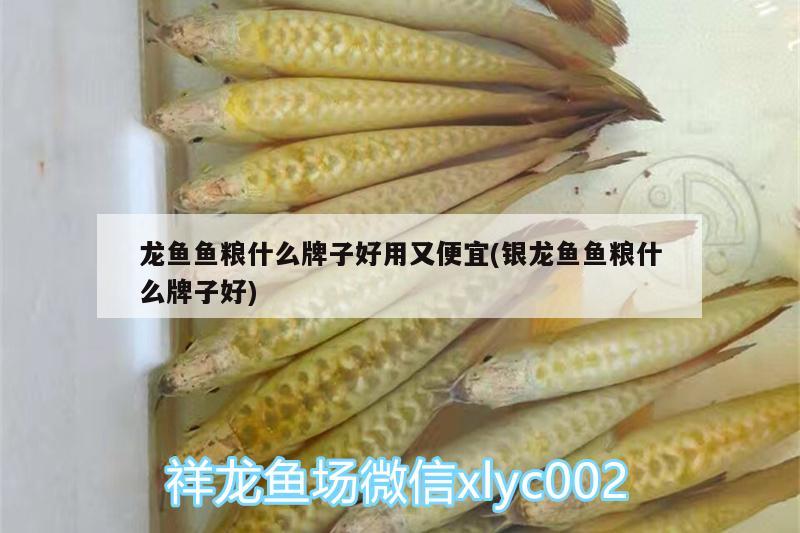 龙鱼鱼粮什么牌子好用又便宜(银龙鱼鱼粮什么牌子好)