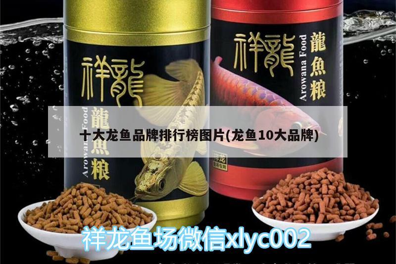 十大龙鱼品牌排行榜图片(龙鱼10大品牌) 三间鼠鱼