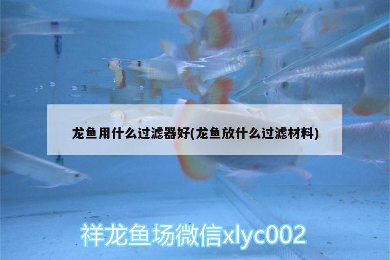 龙鱼用什么过滤器好(龙鱼放什么过滤材料) 红老虎鱼