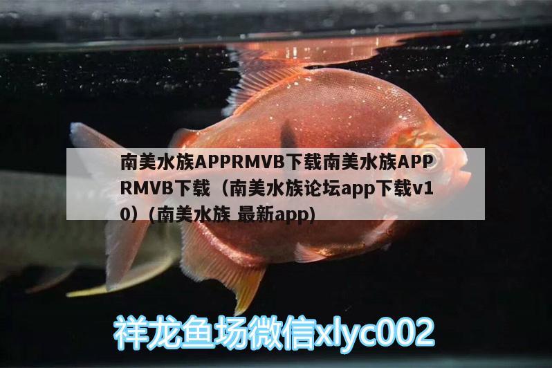 南美水族APPRMVB下载南美水族APPRMVB下载（南美水族论坛app下载v10）(南美水族最新app) 孵化器