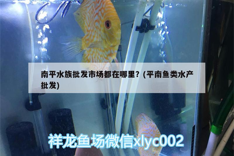 南平水族批发市场都在哪里？(平南鱼类水产批发) 观赏鱼水族批发市场