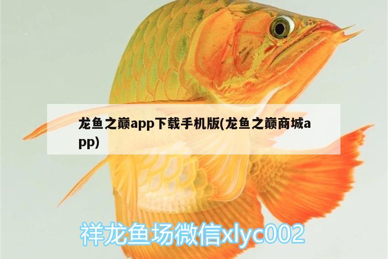 龙鱼之巅app下载手机版(龙鱼之巅商城app) 印尼红龙鱼