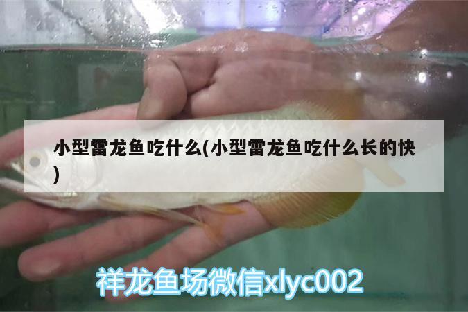 小型雷龙鱼吃什么(小型雷龙鱼吃什么长的快) 龙鱼专用灯