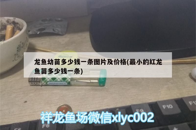 龙鱼幼苗多少钱一条图片及价格(最小的红龙鱼苗多少钱一条)