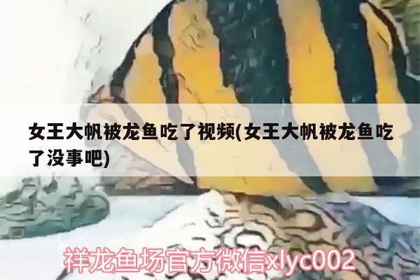 女王大帆被龙鱼吃了视频(女王大帆被龙鱼吃了没事吧)