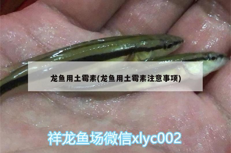 龙鱼用土霉素(龙鱼用土霉素注意事项)