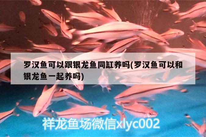 罗汉鱼可以跟银龙鱼同缸养吗(罗汉鱼可以和银龙鱼一起养吗) 罗汉鱼