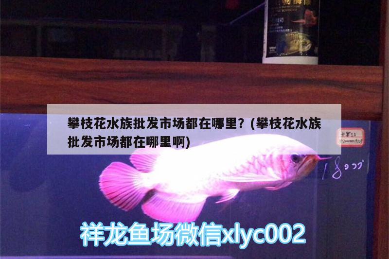 攀枝花水族批发市场都在哪里？(攀枝花水族批发市场都在哪里啊)