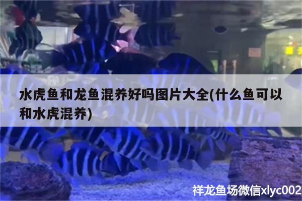 水虎鱼和龙鱼混养好吗图片大全(什么鱼可以和水虎混养) 食人鱼（水虎）