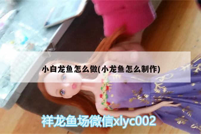 小白龙鱼怎么做(小龙鱼怎么制作) 硝化细菌